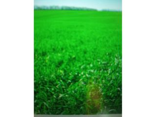 Finca r�stica  Carretera les borges blanques mollerussa. Finca en venta rustica regadio les borges blanques lleida