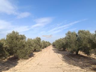 Terreny residencial a La Marina. Se vende parcela de 9.700 m2 en el molar !!!!!