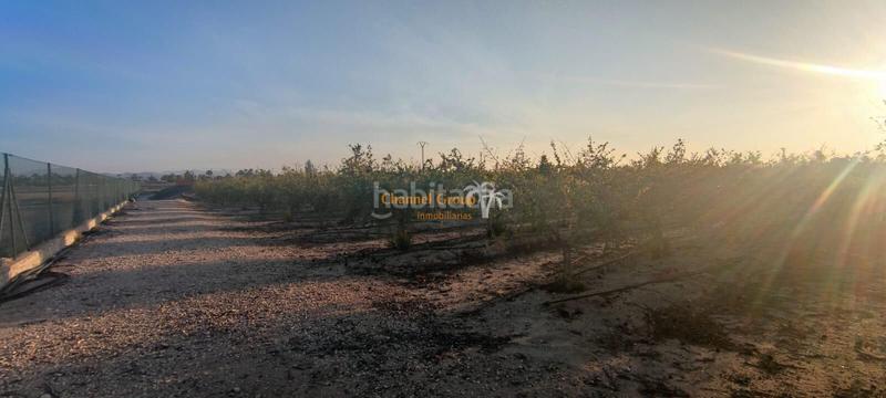 Foto 06dddf53-2963-4f53-b3e2-3e419cd28d0f. Terreny residencial a La Foia - Daimés - Asprella Elche / Elx