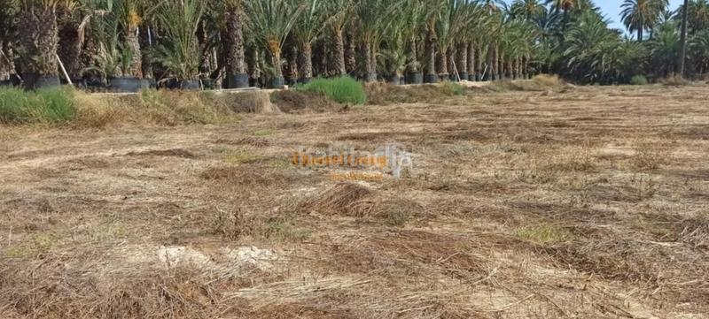 Foto 247e11be-eb6b-4677-950f-64e58132bb12. Country house in La Foia - Daimés - Asprella Elche / Elx