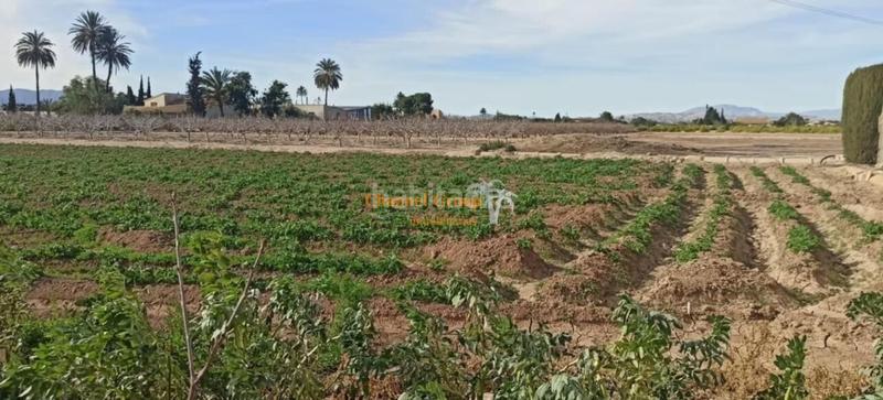 Foto f44f720e-6a69-4cb2-a976-1bbf8b952dc4. Country house in La Foia - Daimés - Asprella Elche / Elx