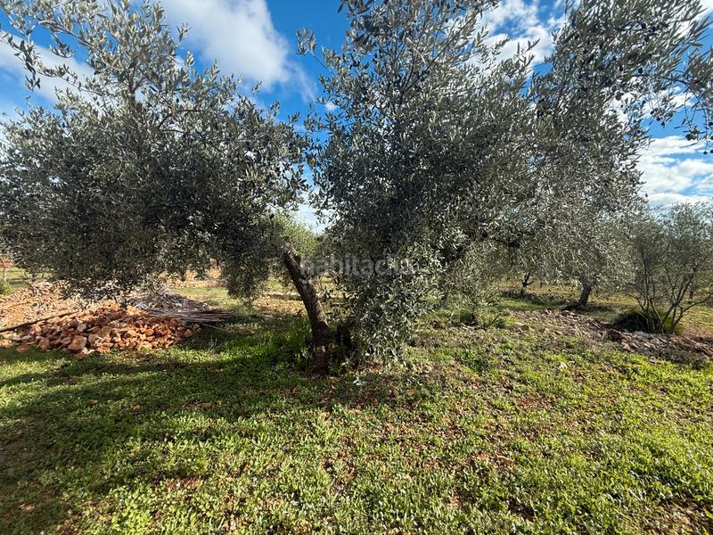 Foto 406d8811-68a5-464b-8b2b-035ea8b5242d. Masía  en venta en les useras/useres para reformar en Useres (les)