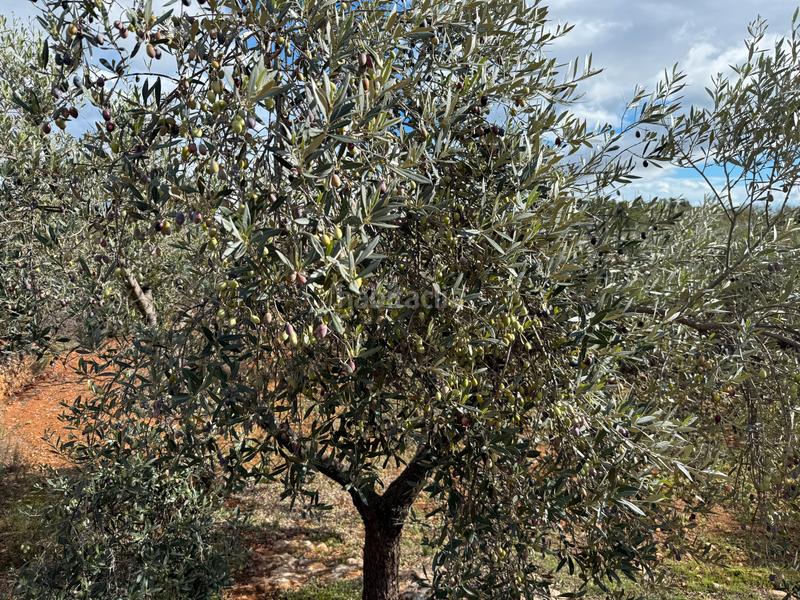 Foto 63cc082d-4e29-4df0-a517-845c806e6ace. Masía  en venta en les useras/useres para reformar en Useres (les)