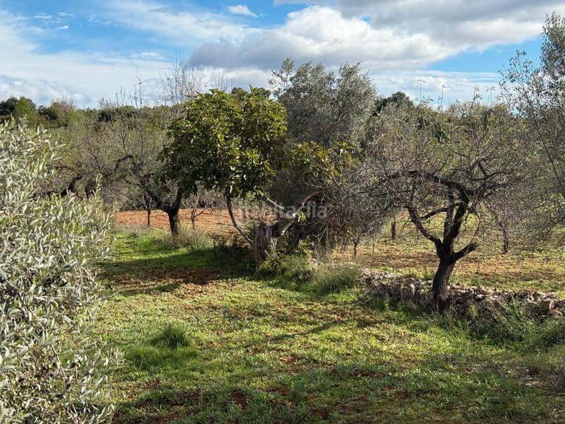 Foto d88a0ed2-08f4-48e1-84be-85fe01f2f3a1. Masía  en venta en les useras/useres para reformar en Useres (les)