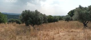 Finca rústica  N/a. Olivar en valle de santa ana. 6234 mt