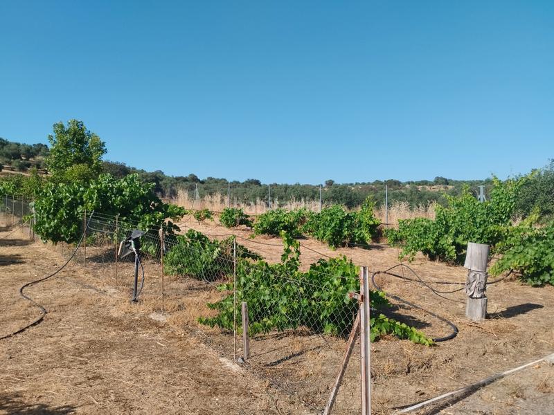 Foto 17fe77da-1006-45e9-a01b-a4e4d14563bf. Mas avec parking dans Atalaya