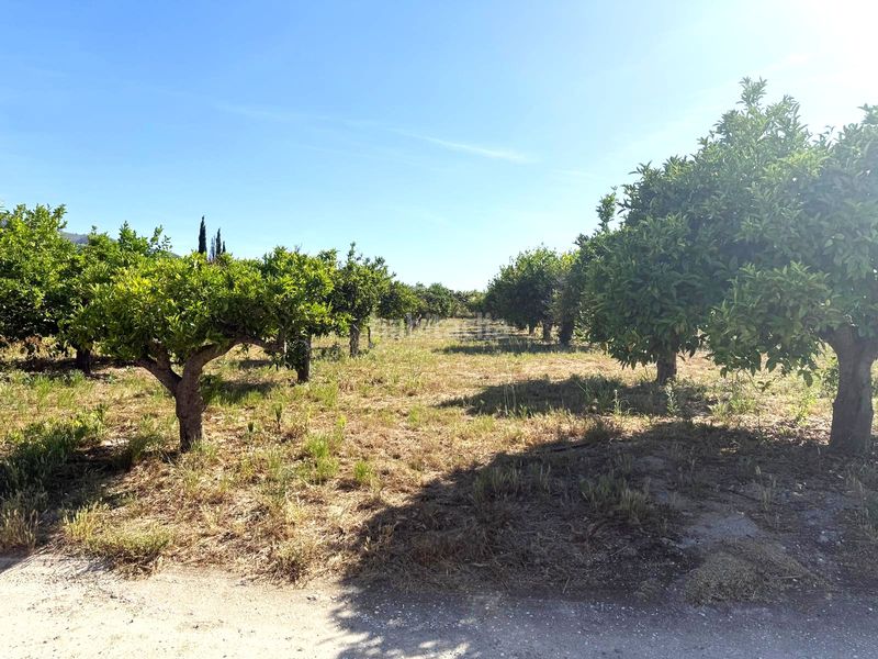 Foto c9d69fdb-2cdc-4c18-b9f4-706476e4bffe. Finca rústica a Centro Alhaurín el Grande