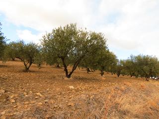 Finca rústica a Casarabonela. Venta terreno rustico casarabonela