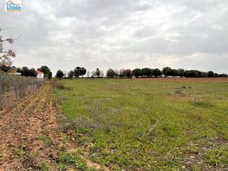 Finca rústica  Camino parcela 39-polígono502. Terreno en venta por la localidad de mengabril
