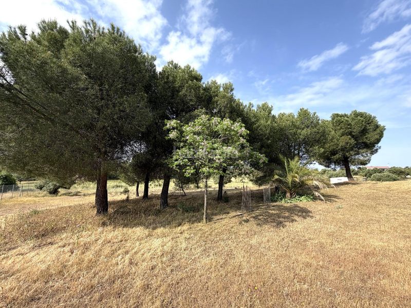 Foto 66eb3886-41d2-480b-a50f-71e7c4c185b7. Finca rústica a Haba (La)