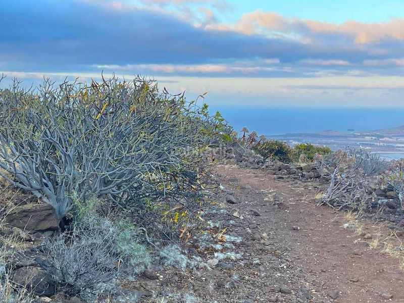 Foto 21783ea6-3ed4-4d18-8b59-e5248b533fe7. Finca rústica a Sequero Ingenio