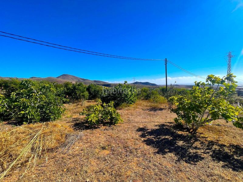 Foto cfde11ae-2aab-4b97-9b1b-8ed542899d27. Finca rústica a Ingenio pueblo Ingenio