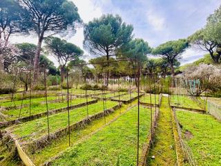 Finca rústica a Laguna de Duero. Terrenos en venta en laguna de duero