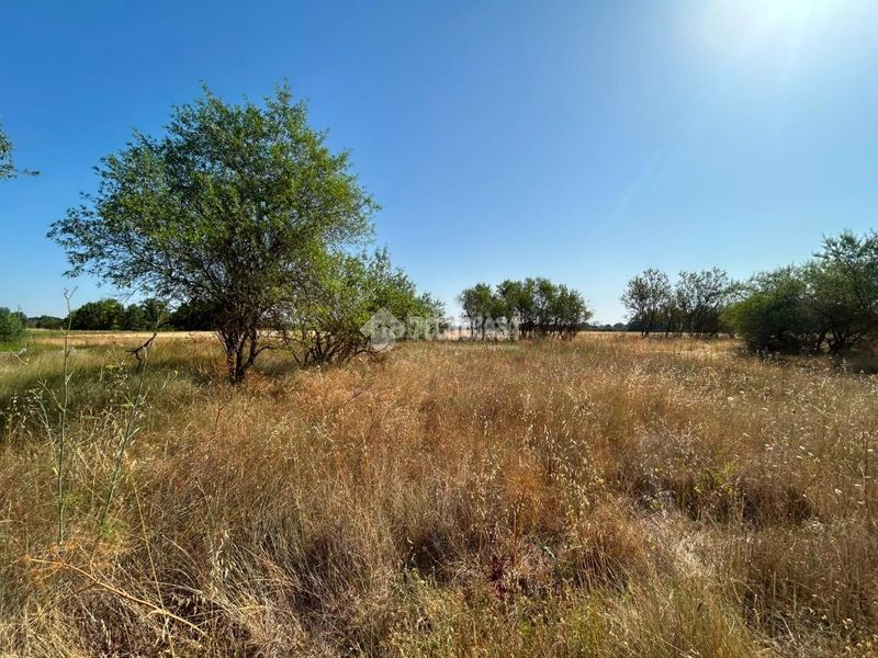 Foto cff81b2d-f88a-4b27-abf9-7af693074639. Finca rústica terrenos en venta en Laguna de Duero