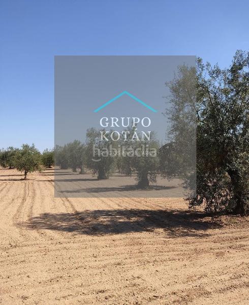 Foto b6aedb74-9345-45ab-af4d-0c23daa2213c. Landgut in Almonte Almonte