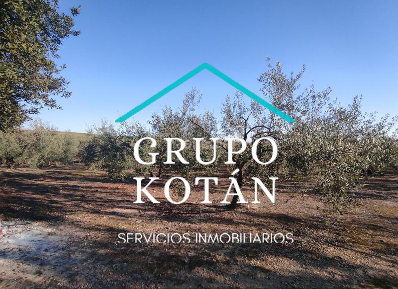 Foto 2f392157-ec9a-42a7-a4f9-62d0854455d6. Masía en avenida del rocio 6 inversión finca rústica regadío olivo sevilla aove en Huévar