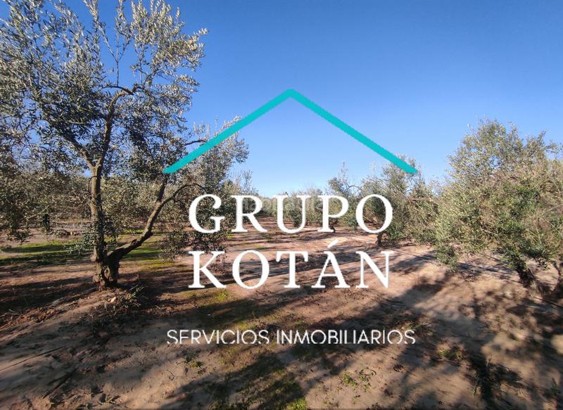 Foto 7693e457-c2e6-416c-ae14-ec65747f1835. Masía en avenida del rocio 6 inversión finca rústica regadío olivo sevilla aove en Huévar