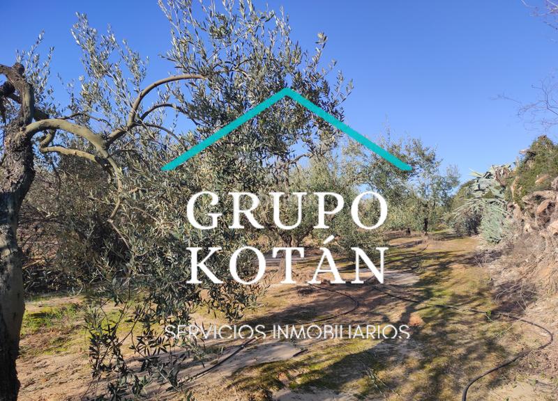 Foto 8737b7be-a7ac-4579-9b93-3cc89e406c63. Masía en avenida del rocio 6 inversión finca rústica regadío olivo sevilla aove en Huévar