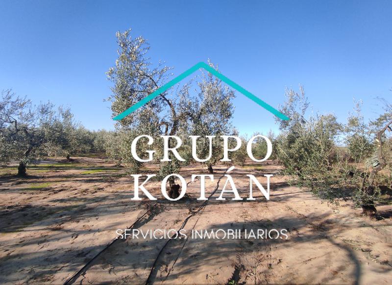 Foto 98a3091d-2aa5-431f-b3ee-0ef3ac85b570. Masía en avenida del rocio 6 inversión finca rústica regadío olivo sevilla aove en Huévar