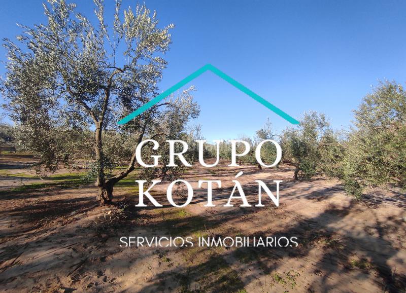 Foto adee91c8-c985-4c33-b4b8-b62c388d6b5c. Masía en avenida del rocio 6 inversión finca rústica regadío olivo sevilla aove en Huévar