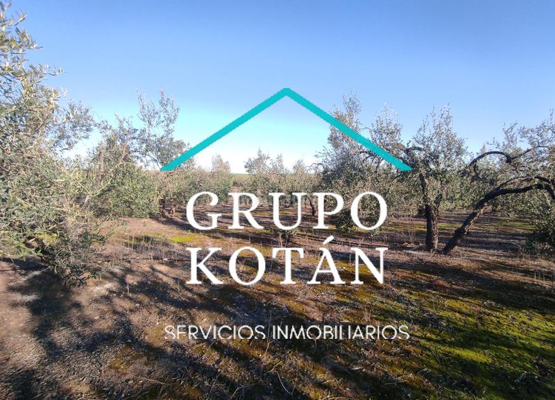 Foto c3566118-d036-451e-9381-cc121b2de7e5. Masía en avenida del rocio 6 inversión finca rústica regadío olivo sevilla aove en Huévar