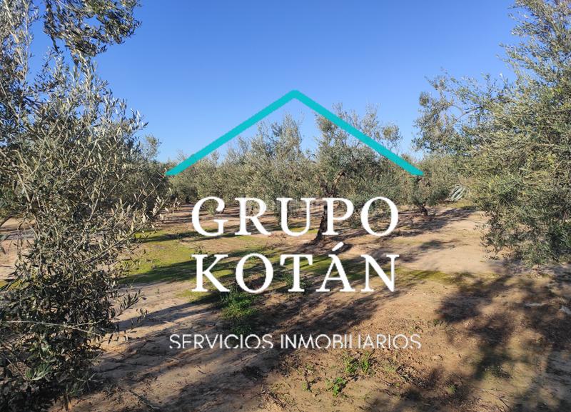 Foto e8a95649-fc2d-46ba-be9b-2eb3a4a5bec3. Masía en avenida del rocio 6 inversión finca rústica regadío olivo sevilla aove en Huévar