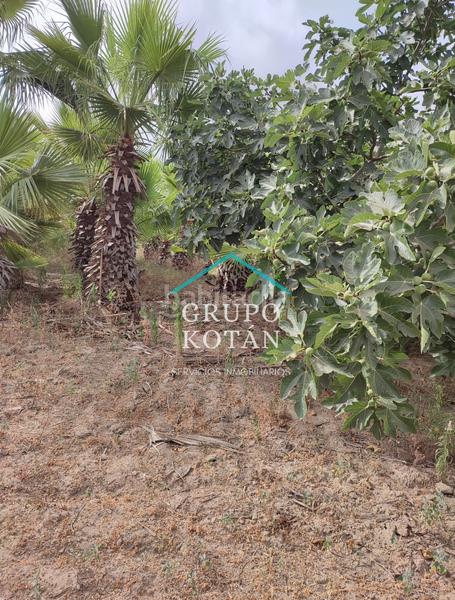 Foto 44f1dcc4-f7c2-4dea-a62c-add7fc6cc6c0. Landgut in Almonte Almonte