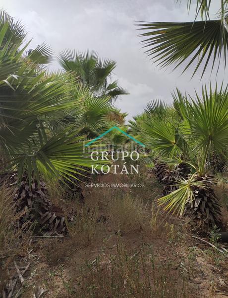 Foto 6b24d2dd-3617-4a09-9624-7b5f59bef421. Landgut in Almonte Almonte