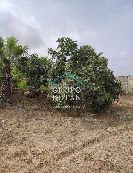 Foto e1f7295e-295e-4cbd-aa74-7053b92c297f. Landgut in Almonte Almonte