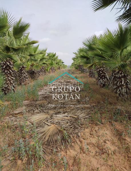 Foto f48457a8-425b-44ba-89d8-19dce56fe89a. Landgut in Almonte Almonte