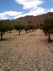 Rural plot in La cañadilla 108. Parcela rústica  con producción de almendras
