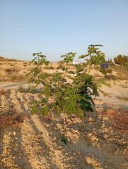 Finca rústica a Partida montnegre. Oportunidad única en alicante venta de 3 parcelas rústicas con p