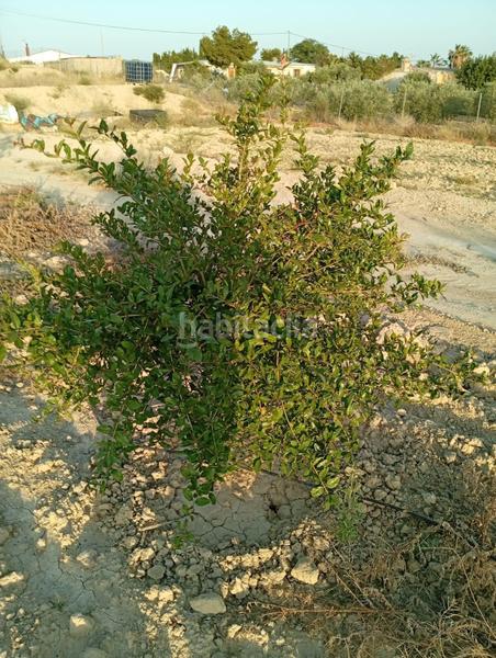 Foto 98f542b8-6f92-48e6-9289-0b6d6bd61019. Rural plot in partida montnegre in Valle del Sol Mutxamel