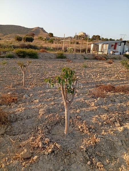 Foto eab95f6e-3594-4e55-9a21-78f4bee1922c. Rural plot in partida montnegre in Valle del Sol Mutxamel