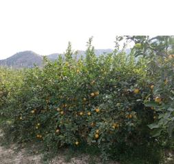 Finca rústica en Torreagüera. Parcela de limoneros en producción
