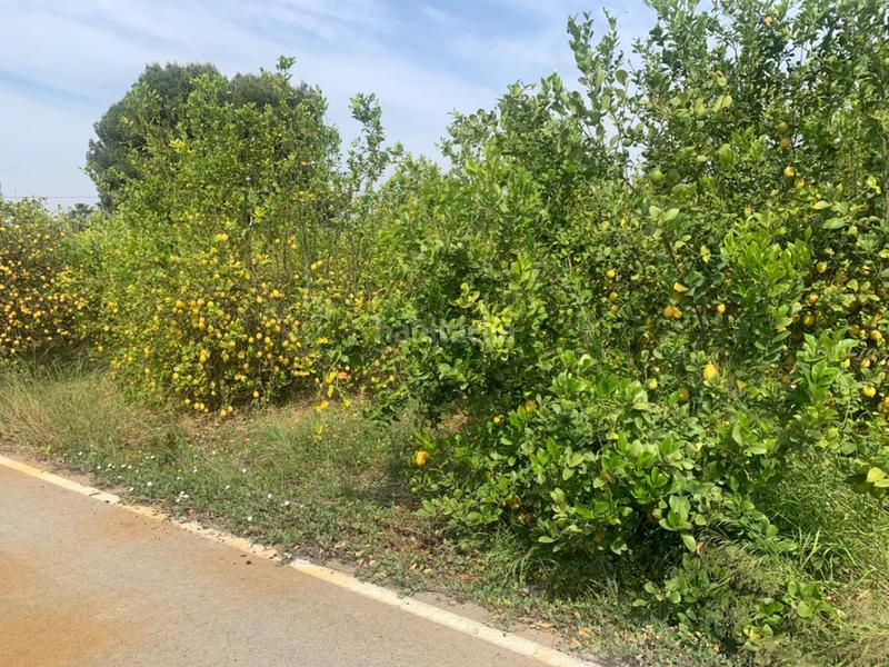 Foto 67fc0901-f646-44d7-8bc4-21c14ea97d1e. Finca rústica terreno rústico en la huerta de Zeneta en Murcia