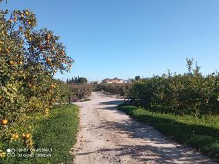 Finca rústica a Alquerías. Parcela rústica en huerta de alquerías