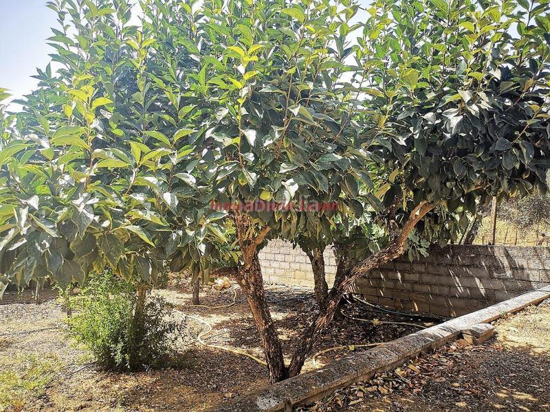 Foto 61a0d8a3-a6e9-4453-bee2-52139ef4e798. Chalet avec chauffage piscine dans El Higuerón Córdoba