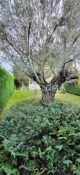 Foto f95f69ee-12e8-4e75-99a9-59093bb581c8. Casa en El Berrocal Valladolid