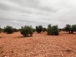Masia  Del moral. Finca rúst. en venta en carretera moral.