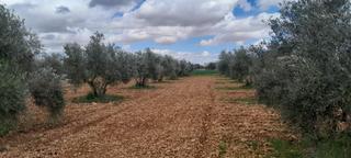 Terrain résidentiel à Valdepeñas. Parc. rúst. en venta en carretera santa cruz.