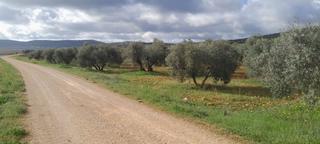 Terreno residenziale in Valdepeñas. Parc. rúst. en venta en carretera daimiel.