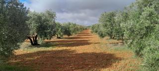 Terreno residenziale in Valdepeñas. Parc. rúst. en venta en carretera daimiel.