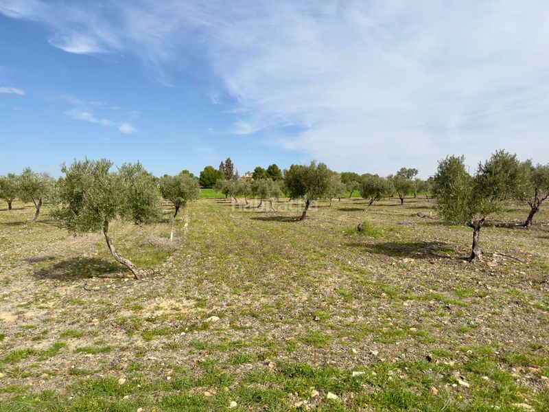 Foto 87bf6e35-b146-4c18-828a-055c98c907b2. Masia a Torrenueva