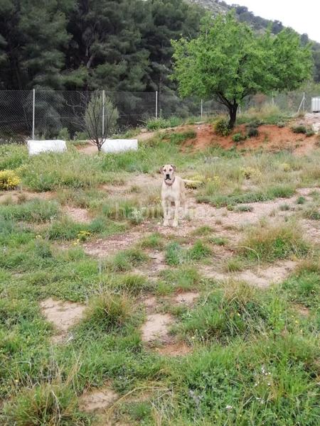 Foto 939e3de8-2101-468c-9b9a-6dcbbe6cc386. Casa in Monòver