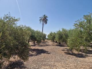 Fondo rustico in Crevillente. Parcela plantada de olivos a 5 minutos de crevillente