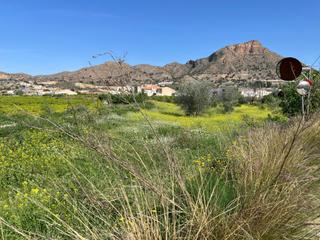 Rural plot  Avenida cebada