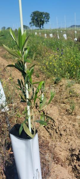 Foto 76ca9a54-77e7-4b51-8225-44969afb7a70. Landgut in Avenida Elvas Badajoz