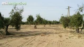 Propriété à Coronada (La). Venta rústica en villanueva de la serena