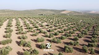 Finca rústica  Carretera de bujalance. Olivar de secano en carretera montoro  bujalance